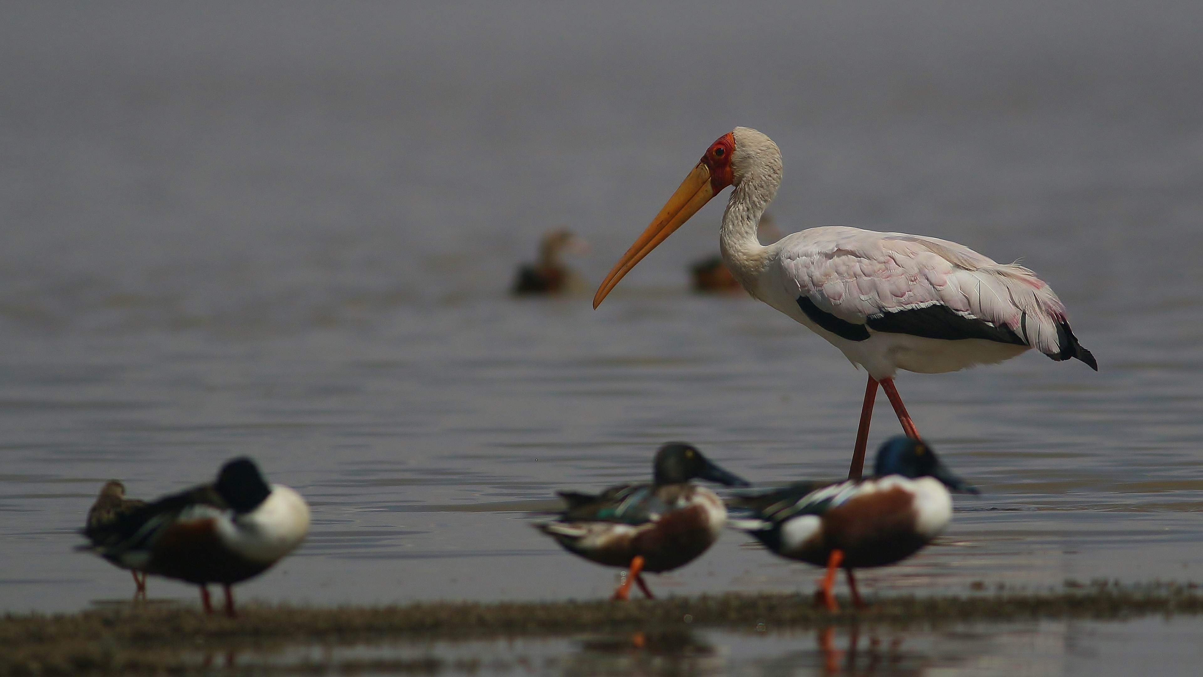 Yellow-billed Stork — Ana fotoğraf